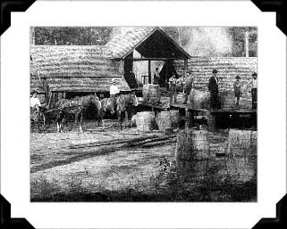Okaloosa County has a diversified agricultural history. Cotton was still king in the Baker area well into the 1920's. Others specialized in blueberries, peanuts, tung oil production, livestock, vineyards, cork trees and pecans. At one time the County was billed as the