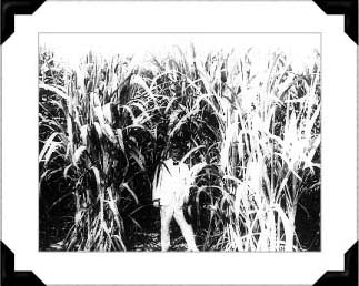 Dan Lundy's 8-foot stalks of cayana sugar cane were considered unique. The Shalimar Vineyards were established to develop the grape industry in Northwest Florida. For a time, the Shalimar Winery produced a high quality wine.
At that time, commercial fishing in Destin and Niceville was a marginal industry, basically a family enterprise.
